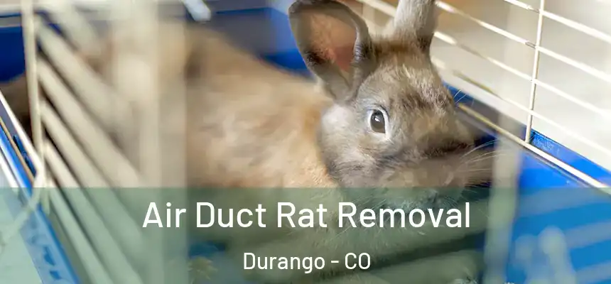  Air Duct Rat Removal Durango - CO